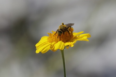 Hesperapis oraria