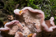 Chondrostereum purpureum