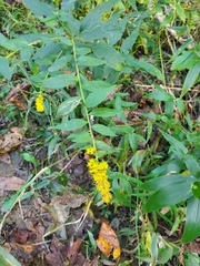 Solidago rugosa