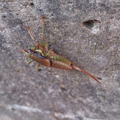 Eupholidoptera schmidti