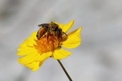 Hesperapis oraria