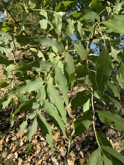 Fraxinus excelsior