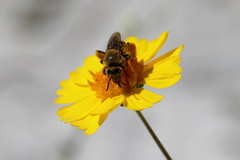 Hesperapis oraria