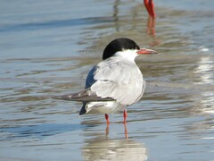 Sterna hirundo hirundo