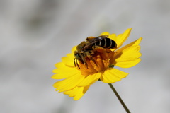 Hesperapis oraria