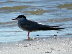 Sterna hirundo hirundo