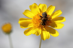 Hesperapis oraria
