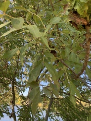Fraxinus excelsior