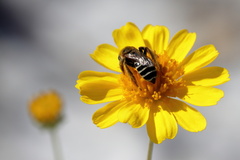 Hesperapis oraria