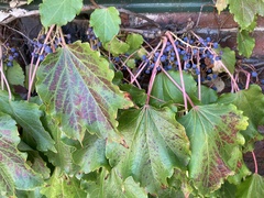 Parthenocissus tricuspidata