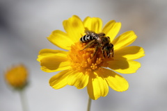 Hesperapis oraria