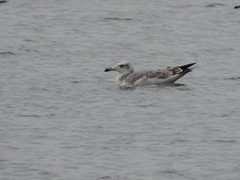 Ichthyaetus ichthyaetus