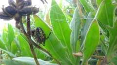 Neoscona orizabensis