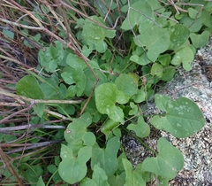 Rumex induratus