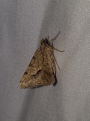 Frederickia s-signata