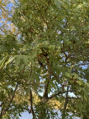 Fraxinus excelsior