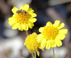 Hesperapis oraria