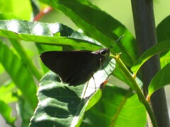 Asbolis capucinus