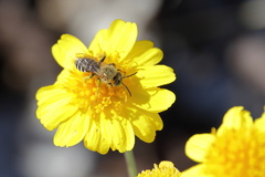 Hesperapis oraria