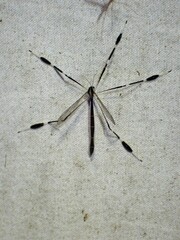 Bittacomorpha clavipes