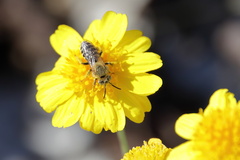Hesperapis oraria