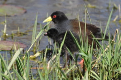 Zapornia flavirostra