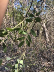 Styphnolobium affine