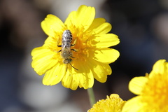 Hesperapis oraria