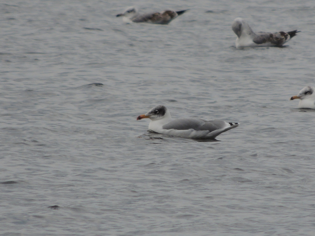 Pallas's Gull from Заречный, Свердловская обл., Россия on October 5 ...