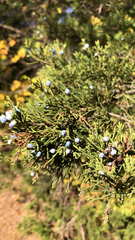 Juniperus virginiana