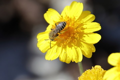 Hesperapis oraria