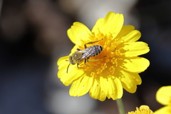 Hesperapis oraria