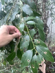 Cinnamomum insularimontanum