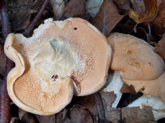 Hydnum repandum