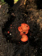 Crepidotus cinnabarinus