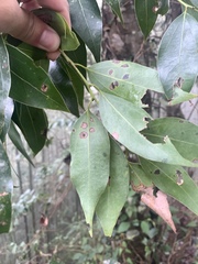 Cinnamomum insularimontanum