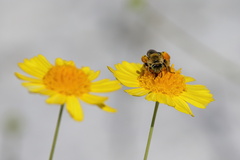 Hesperapis oraria