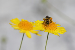Hesperapis oraria