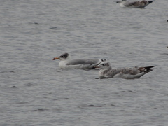 Ichthyaetus ichthyaetus