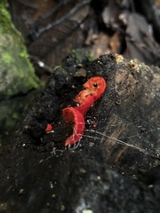 Crepidotus cinnabarinus