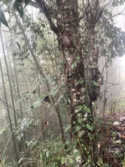 Cinnamomum insularimontanum