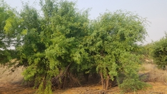 Prosopis glandulosa