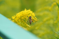 Apis cerana japonica