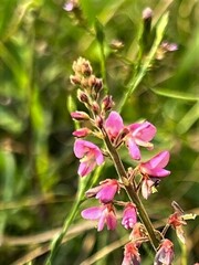 Pseudarthria hookeri