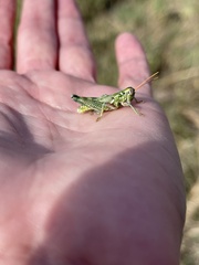 Campylacantha olivacea