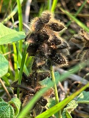 Pseudarthria hookeri