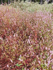 Persicaria bicornis