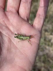 Campylacantha olivacea