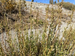 Artemisia michauxiana