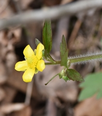 Ranunculus hispidus
